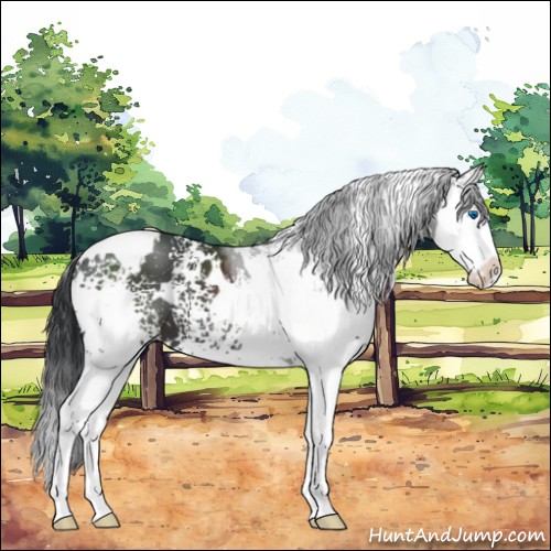 Horse Color:White Spotted Black Splash