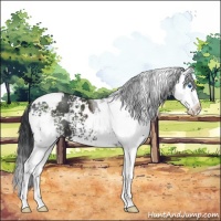 Horse Color:White Spotted Black Splash 