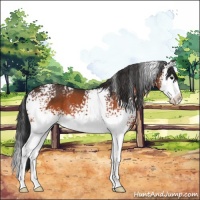Horse Color:White Spotted Bay Splash 