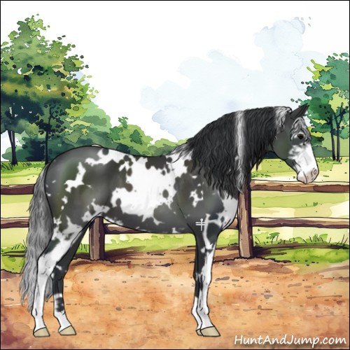 Horse Color:White Spotted Black Sabino 