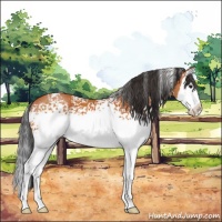 Horse Color:White Spotted Bay Splash 