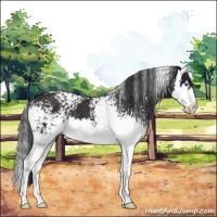 Horse Color:White Spotted Brown Splash 