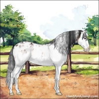 Horse Color:White Spotted Brown Splash Appaloosa 