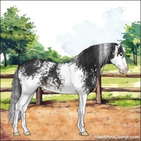 Horse Color:White Spotted Brown Sabino Splash 