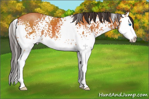 Horse Color:White Spotted Buckskin Sabino Splash 