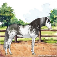 Horse Color:White Spotted Smoky Black Splash 