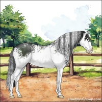 Horse Color:White Spotted Black Splash 