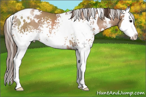 Horse Color:White Spotted Black Pearl Splash 