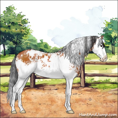 Horse Color:White Spotted Bay Splash 