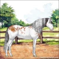 Horse Color:White Spotted Bay Splash 