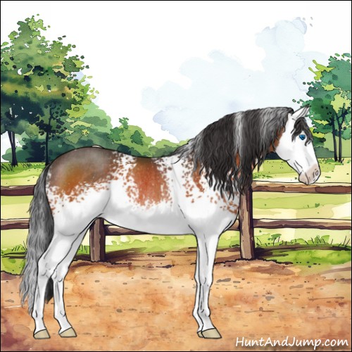 Horse Color:White Spotted Brown Splash Rabicano 