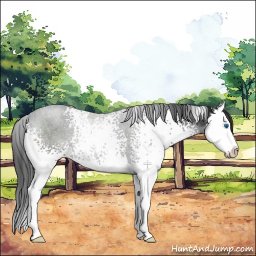 Horse Color:White Spotted Black Sabino Splash 