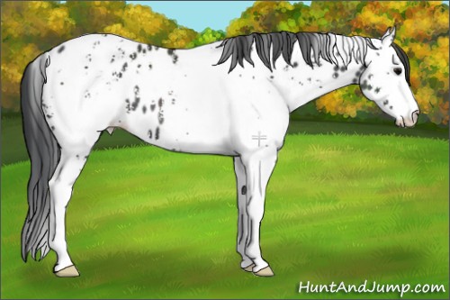 Horse Color:White Spotted Black Appaloosa 