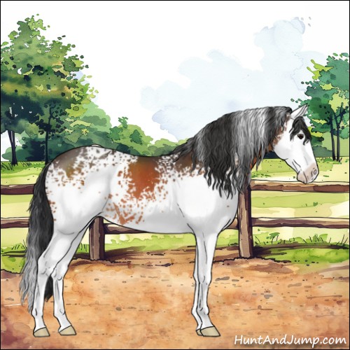 Horse Color:White Spotted Bay Splash