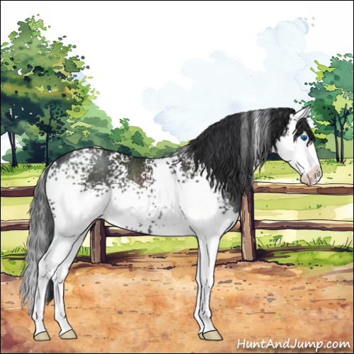 Horse Color:White Spotted Black Sabino Splash Rabicano 