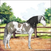 Horse Color:White Spotted Grullo Sabino Splash 
