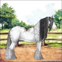 Horse Color:White Spotted Black Splash Appaloosa 