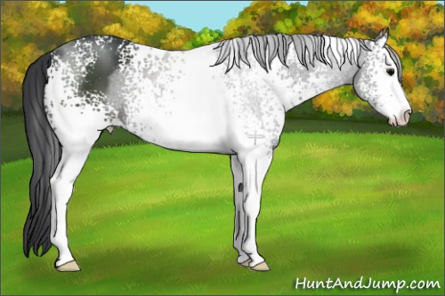 Horse Color:White Spotted Black Sabino 