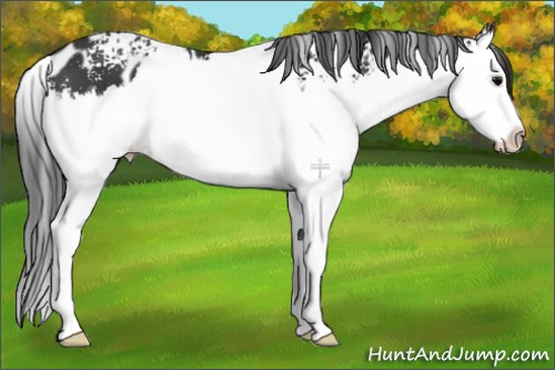 Horse Color:White Spotted Black Splash Near Leopard 