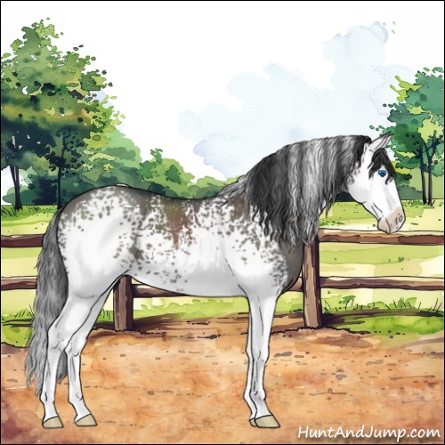 Horse Color:White Spotted Grullo Sabino Splash 