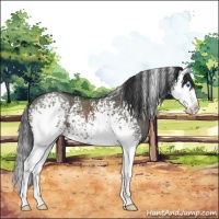 Horse Color:White Spotted Grullo Sabino Splash 