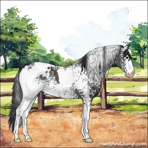 Horse Color:White Spotted Black 