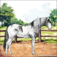 Horse Color:White Spotted Black 