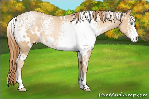 Horse Color:White Spotted Smoky Black Pearl Rabicano 