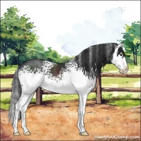 Horse Color:White Spotted Black Splash 