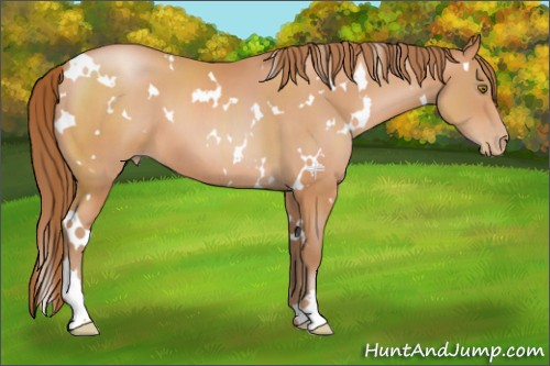 Horse Color:White Spotted Brown Pearl 