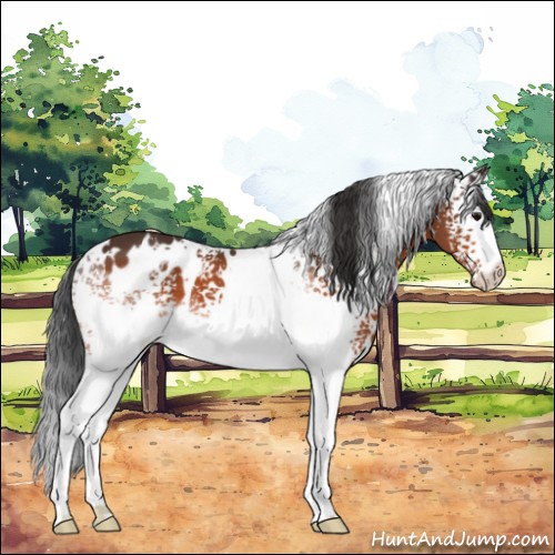 Horse Color:White Spotted Bay 