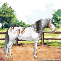 Horse Color:White Spotted Bay 