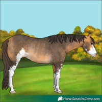 Horse Color:Buckskin Sabino Rabicano