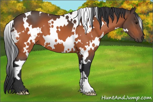 Horse Color:White Spotted Bay 