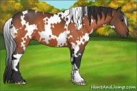 Horse Color:White Spotted Bay 