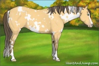 Horse Color:White Spotted Amber Cream Champagne Sabino 