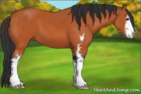 Horse Color:Bay Sabino 