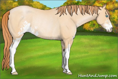 Horse Color:Buckskin Pearl Sabino Rabicano 