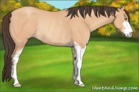 Horse Color:Amber Champagne Sabino Rabicano 
