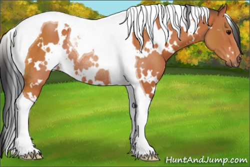 Horse Color:White Spotted Bay Tobiano Rabicano 