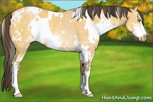Horse Color:White Spotted Amber Cream Champagne Sabino Rabicano 