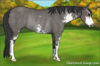 Horse Color:Grullo Sabino Rabicano 