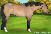 Horse Color:Brown Dun 