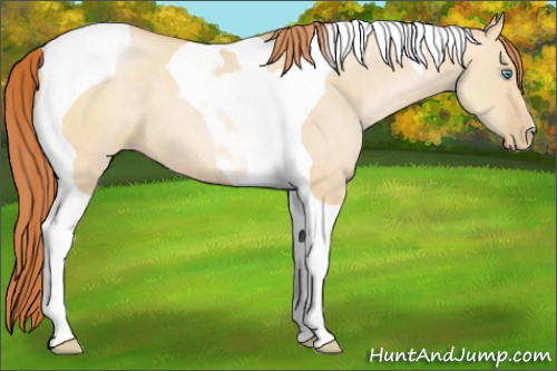 Horse Color:Buckskin Pearl Dun Tobiano 
