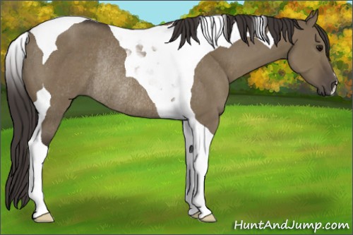 Horse Color:Smoky Grullo Tobiano Rabicano