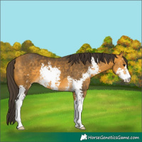 Horse Color:Buckskin Sabino 