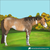 Horse Color:Buckskin Sabino Rabicano 