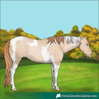 Horse Color:Buckskin Pearl Tobiano 