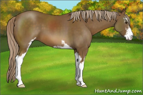 Horse Color:Chocolate Palomino Sabino