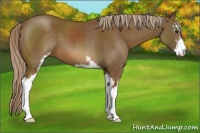 Horse Color:Chocolate Palomino Sabino 